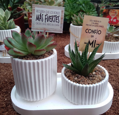Suculentas Cactus Centros Regalos