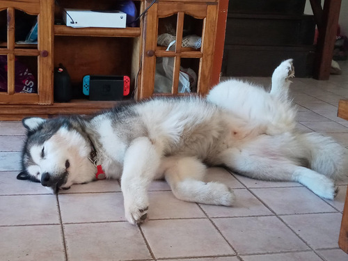 Imagen 4 de 5 de Nilñera De Mascotas/ Cuidadora A Domicilio/ Pet Sitting