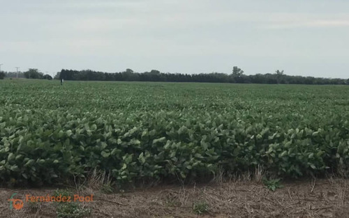 Imagen 1 de 23 de Oportunidad Campo En Zavalla