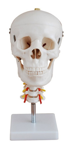 Modelo Cráneo Con Columna Vertebral 