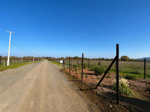Parcela 5000m2 En Proyecto Los Avellanos, Zapallar, Curicó