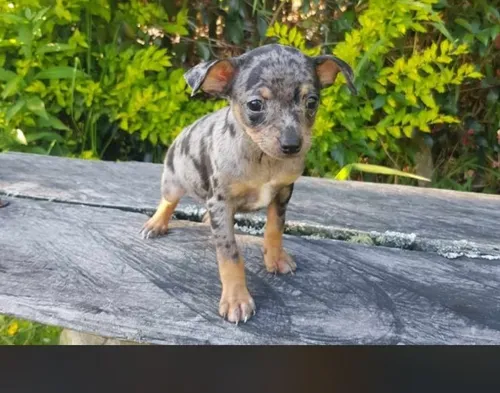 Perros Pinscher Black Try Merle Miniatura Cachorros Bogotá