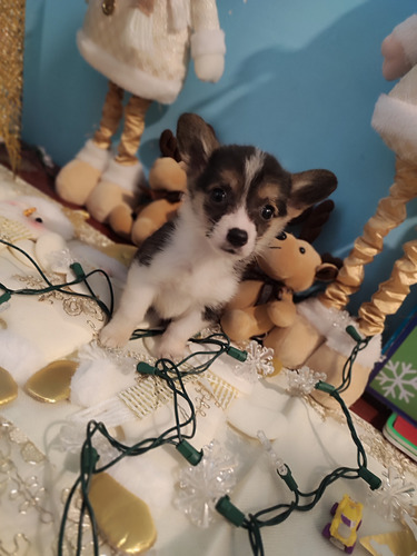 Últimos Welsh Corgi Tricolor Contamos Con Referencias