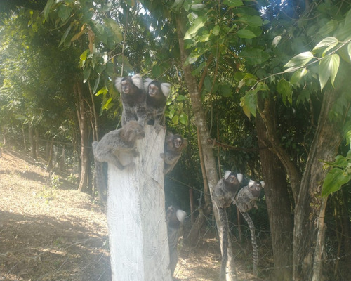 Imagem 19 de 19 de Chácara À Venda No Cercado - Araçoiaba Da Serra/sp - Ch00733 - 68084259
