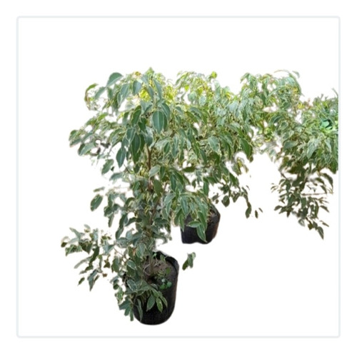Ficus Benjamina Variegado 4 L Vivero Deco Plantas Zona Norte