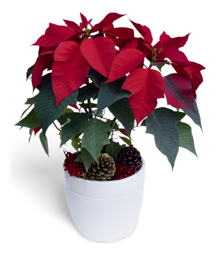 Cipres Arbol De Navidad Planta