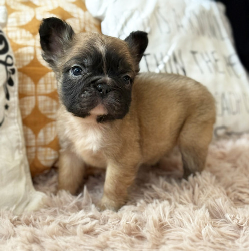Bella Bulldog Frances Hembrita Fluffy Pelo Largo Con Papeles Fawn