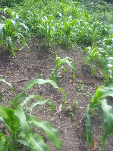 Finca En Vereda Torres En Guayabal De Siquima