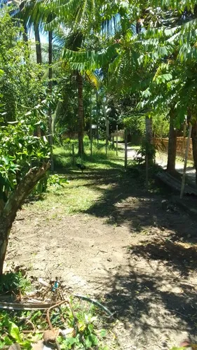 Vendo Lotes De Terreno Em Cotijuba Belém Pará