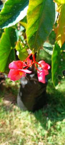 Planta Natural Ala De Angel. Begoña