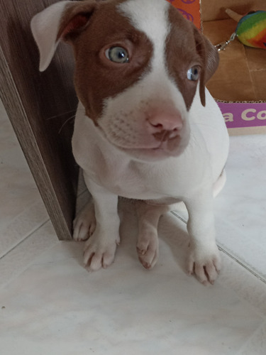 Cachorra Pitbull De Dos Meses