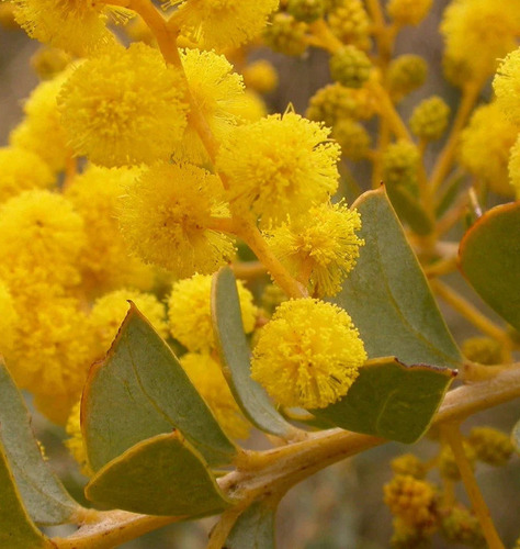 200 Semillas De Acacia Pravissima+ Instructivo