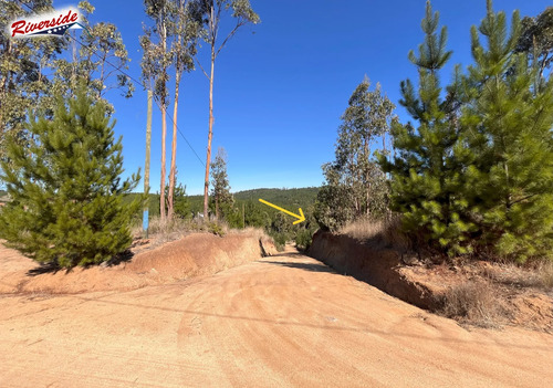 Linda Parcela Con Bosque Propio, Loteo En Paredones/bucalemu