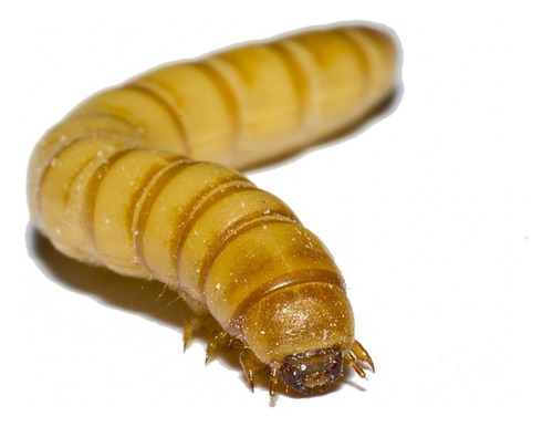 Tenebrio Molitor 200 Gramos (de 2,200 A 2,600 Larvas)