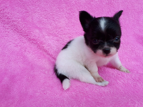 Chihuahua Filhote Micro Pelo Longo