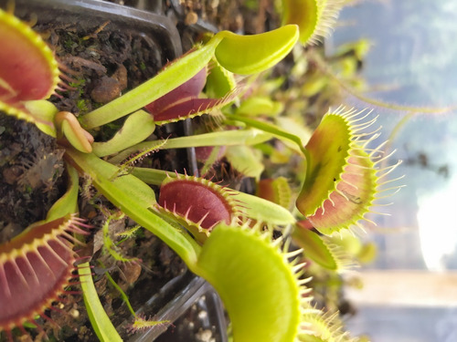 Semillas Venus Atrapamoscas (planta Carnivora)