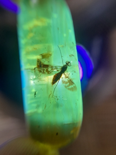 Ambar Con Mosquito A La Vista Insecto De Chiapas Brutal  