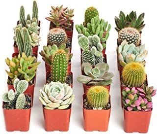 Tienda Suculentas | Cactus Y Suculentas Plantas Vivas, Paque
