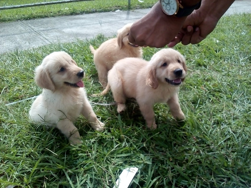 Cachorros Golden Retriever