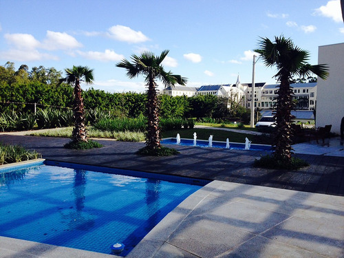 Palmeira De Saia Washingtonia 2 Metros Em Alphaville Jardim