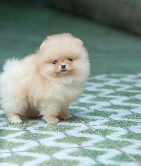 Droll Perro Raza Pomerania Mini Precio