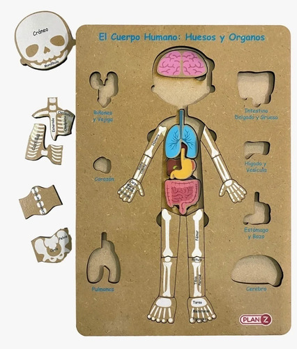 Imagen 1 de 5 de Juego Didactico Encastre Madera Cuerpo Humano Infantil Planz