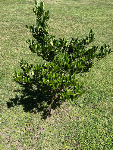 Planta Cerco Vivo Óleo Texano Verde Arbusto Plantación Envio