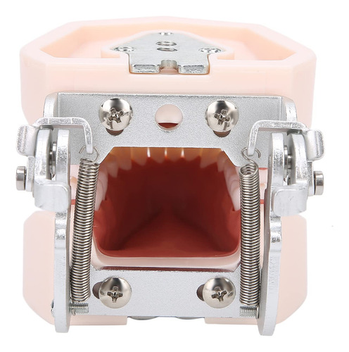 Modelo De Dientes Estándar, Modelo De Dentadura De