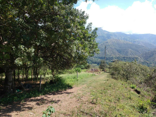 Imagen 23 de 30 de Finca Agrícola Santa Fe De Antioquia, Vereda El Tunal - Se Vende