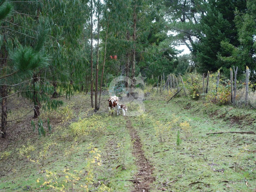 Parcela De Agrado Con Plantación De Eucaliptus | Osorno