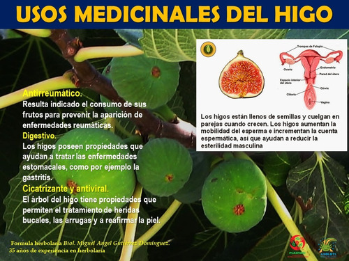 Extracto Hojas Higo Ficus Carica 100 Ml Plantasi