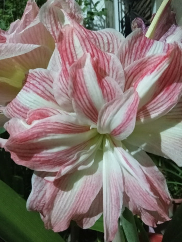 Bulbo Amaryllis Exotico Pretty Nymph. Caba. Envíos