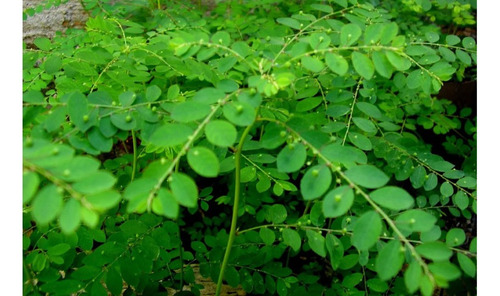 [ Frete Grátis ] 20 Sementes De Quebra Pedra Medicinal Chá