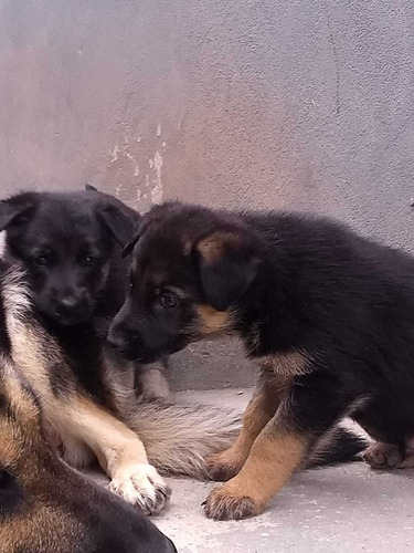 Lindos Filhotes De Pastor Alemão