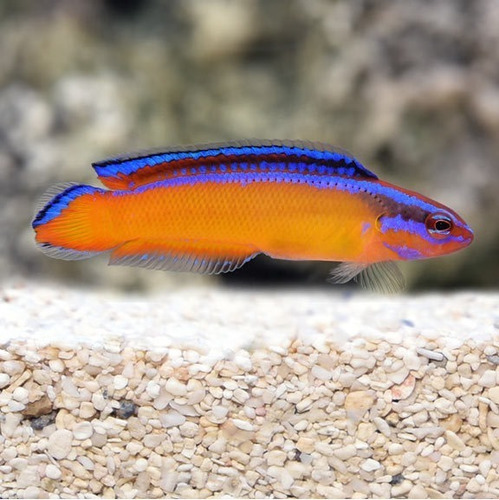 Pez Marino Pseudochromis Aldabraensis Neon Dottyback Acuario