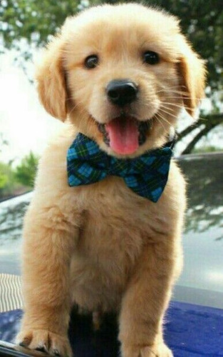 Cachorros Golden Envio Gratis A Caba Y Gba