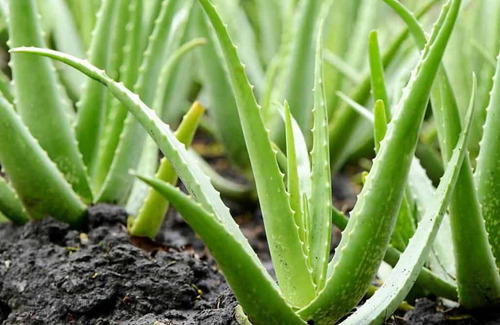 Imagen 2 de 3 de Sabila Aloe Vera Acíbar Planta Medicinal Chica