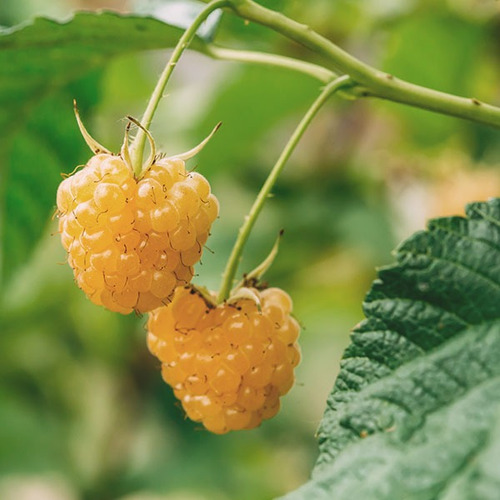 Plantin Frambuesa Amarilla