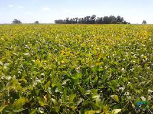 Lindo Campo Agrícola-ganadero, Bien Ubicado, 1 Hora De Mdeo