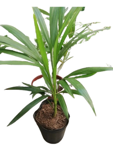 Planta Palmera Areca 