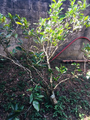 Imagem 8 de 18 de Chácara À Venda Em Mairiporã/sp - Compre Já A Sua! - 0200 - 34968725