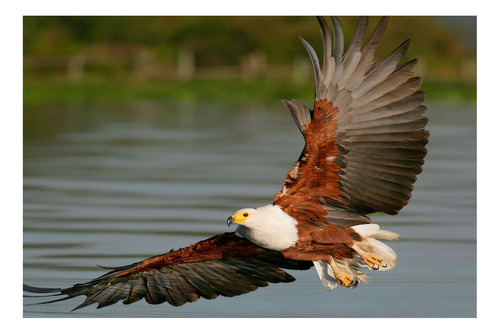 Vinilo 80x120cm Aves Aguila Volando Sobre El Rio Laguna