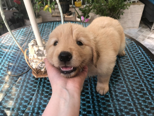 Filhote Femea Golden Retriever 50 Dias