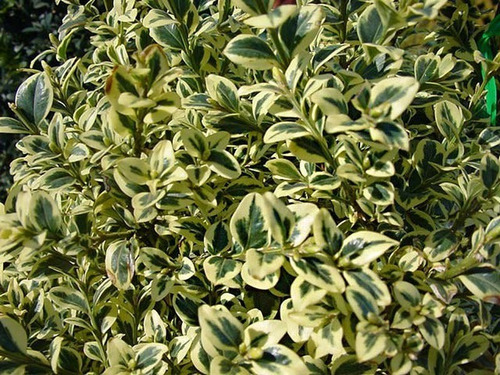 Boj Variegado Planta Ornamental