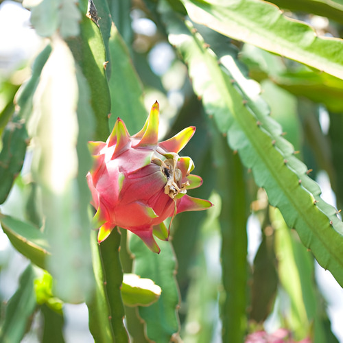 Muda De Pitaya Vermelha Enraizada Orgânica Para Vaso
