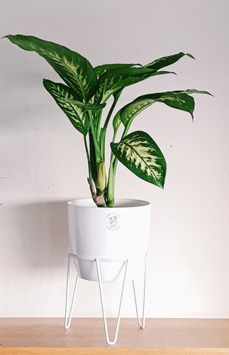 Planta De Interior Tropic Maceta Pie De Hierro Blanca Negra | MercadoLibre