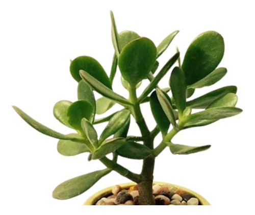02 Mudas Suculenta Jade (orgânica+bem Enraizada)