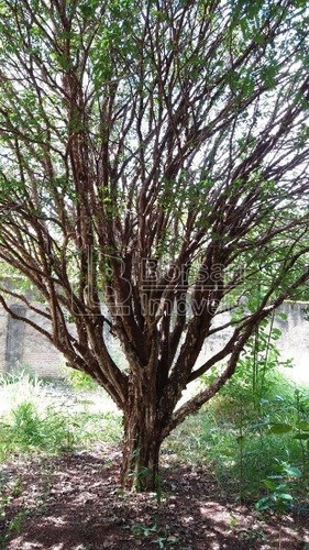 Imagem 4 de 6 de Venda De Rural / Chácara Na Cidade De Araraquara 7821