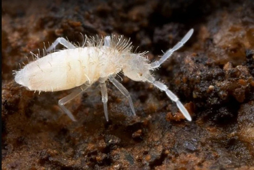 Cepa Inicial De Colembolos, Alimento Vivo  O Biolimpieza