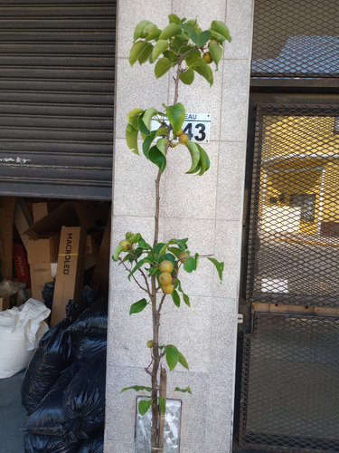 Pera Nashi Asiática Con Frutos Peral Árbol Injertado Boedo